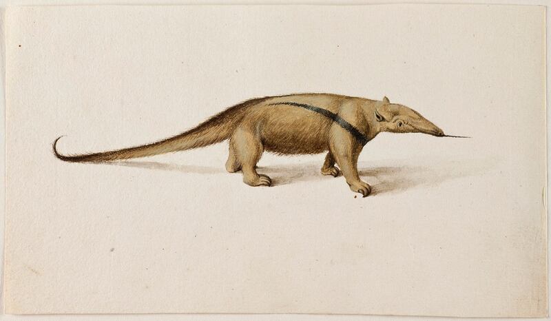 Frans Post: Southern Tamandua, or Lesser Anteater. Courtesy Noord-Hollands Archief, Haarlem