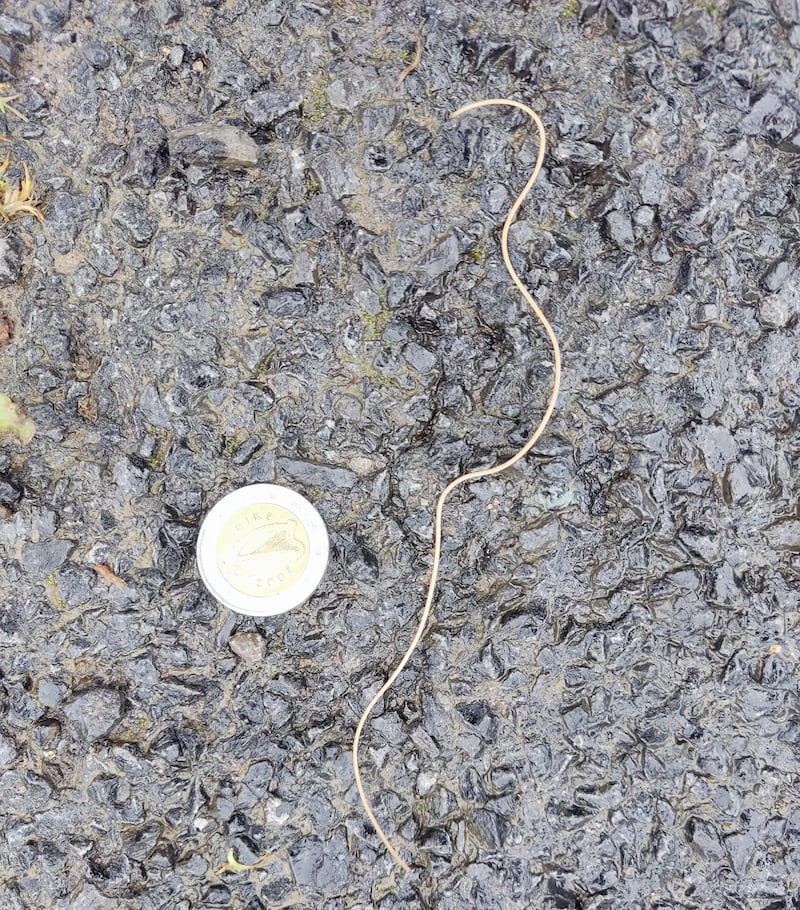 Thunderworms can be up to 50cm long, appearing suddenly overnight after wet weather and thunderstorms. Photograph: Pat Normile