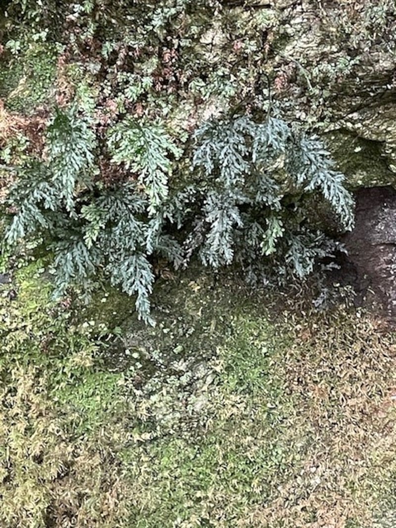 The very rare Killarney Fern which is rarely seen and almost extinct. Pictured at Killarney National Park by Anne Lucey in Feb 2025