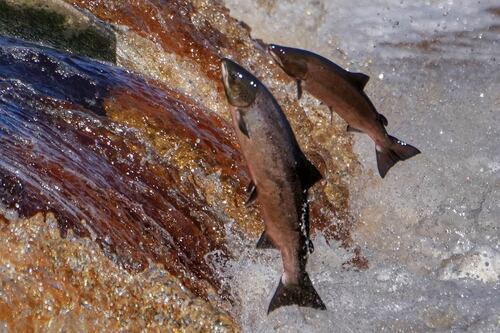 We have a golden opportunity to help get our rivers back - we should take it 