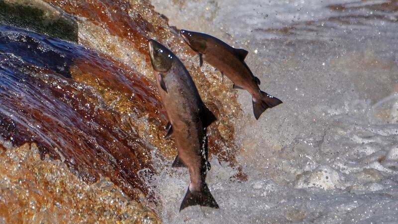 Back in the 1970s out of every 100 salmon that would leave Ireland's coast, perhaps 20 to 25 would return as adults. That is down to four or five now, Declan Cooke said. Photograph: Owen Humphreys/PA Wire