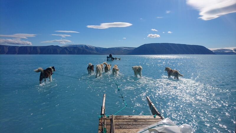 Sled dogs wading through standing water on the sea ice during an expedition in northwestern Greenland in 2021. Photograph: Steffen Olsen/AFP/Getty Images