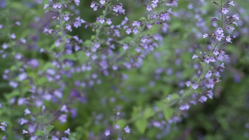 Calamint ‘Blue Cloud’.  Photograph: Richard Johnston