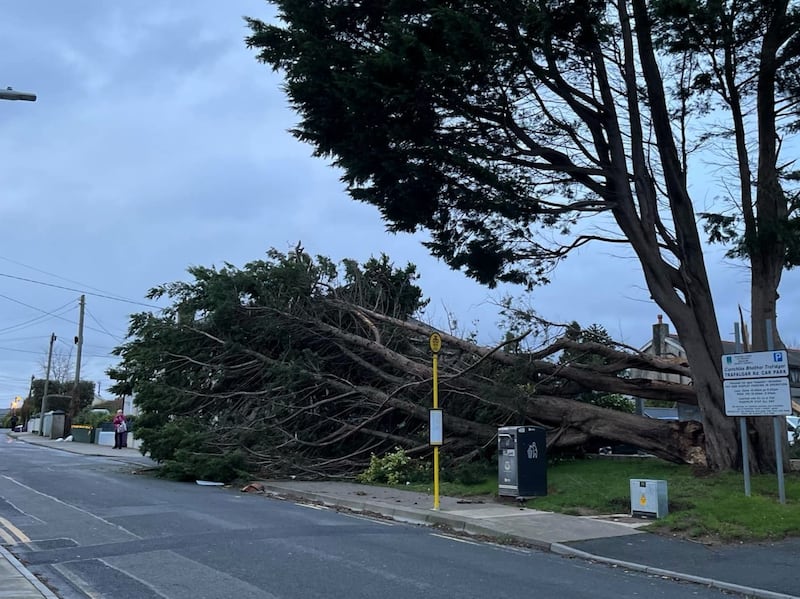 A tree is down on Trafalgar Road in Greystones following Storm Darragh. Source: Greystones Facebook page