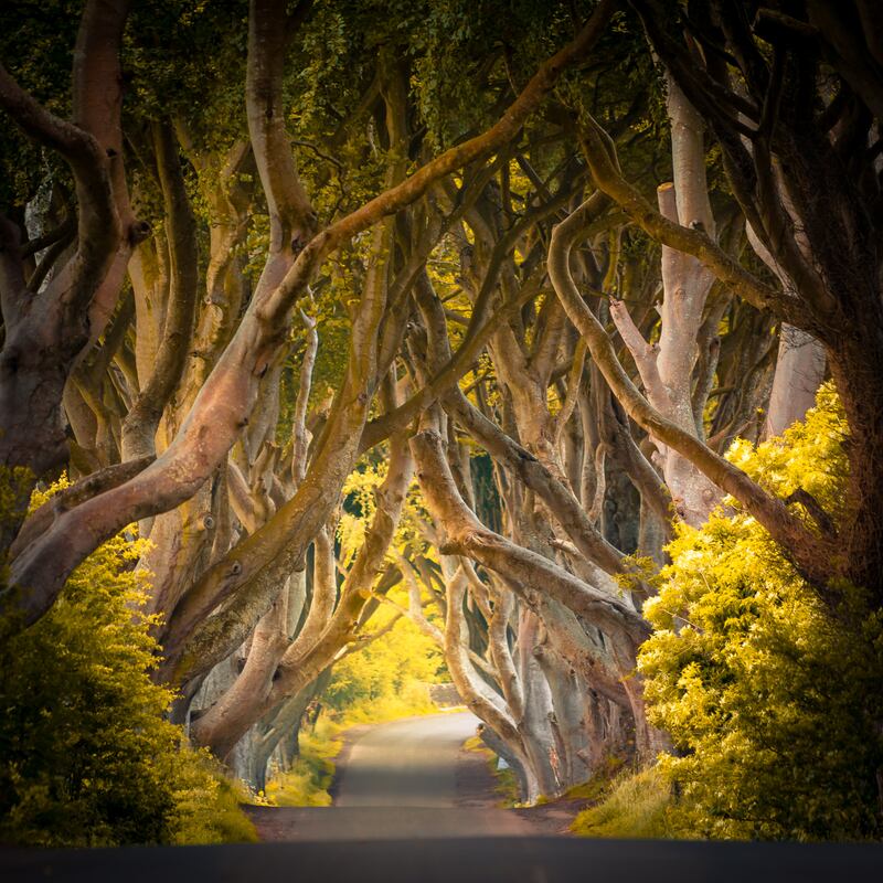 The Dark Hedges. The avenue of beech trees famous for appearing in Games of Thrones. Photograph: iStock