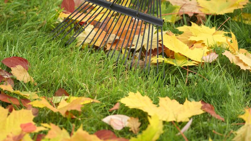 Collecting autumn leaves to make leafmould. Photograph: Richard Johnston