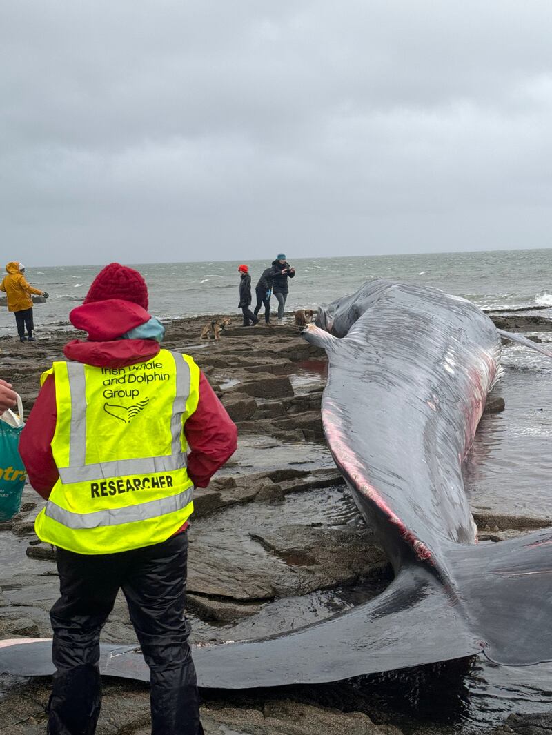 Measuring almost 68 feet in length, the whale's fin tail (fluke) was more than 4m wide. Photograph: Elizabeth Birdthistle