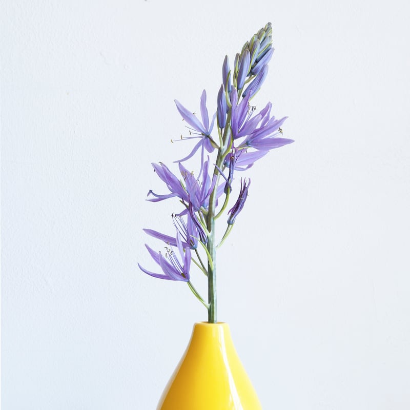 Stories from my Kitchen Table: Camassia. Photograph: Liza Cauldwell