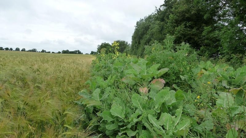 A protected headland