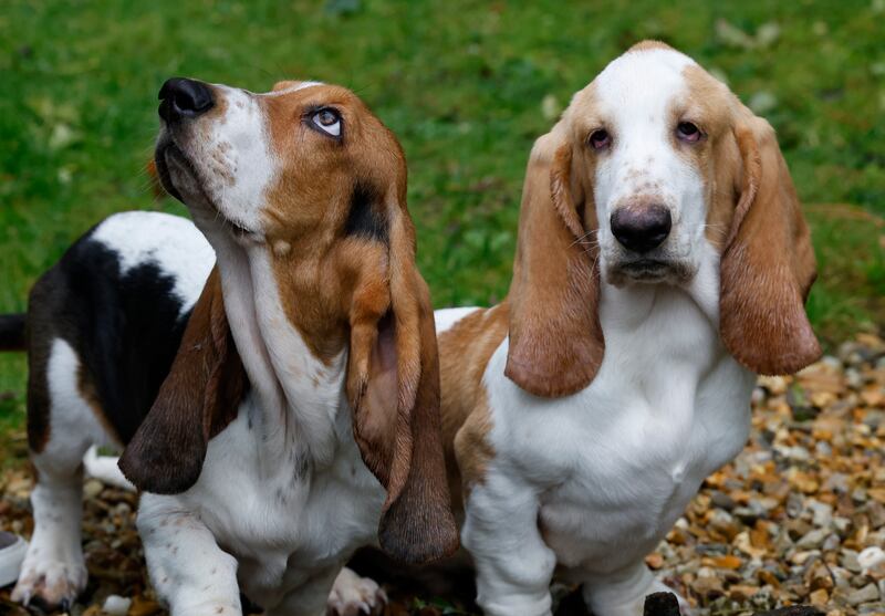 'We gave them human names. The blond would be Arthur. The brunette would be Walter.' Photograph: Nick Bradshaw