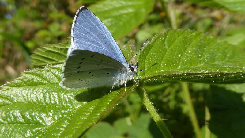 Holly blue butterfly: Upper wings are pale powder blue in male while females are more vivid blue. Photograph: JesmondHarding of Butterfly Conservation Ireland