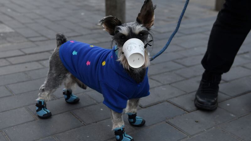 A dog wears a paper cup over its mouth on a street in Beijing. Photograph: Greg Baker/AFP via Getty Images