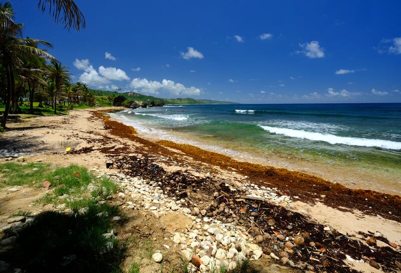 The beautiful shoreline of Bathsheba beach in Barbados in the Caribbean.