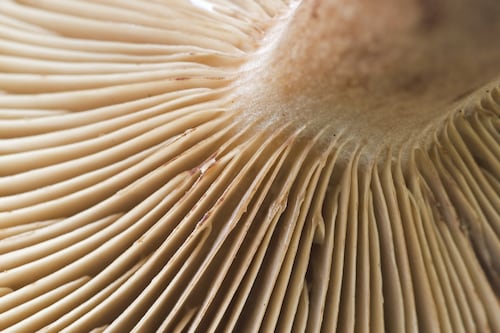 Codd Mushrooms in major British expansion deal