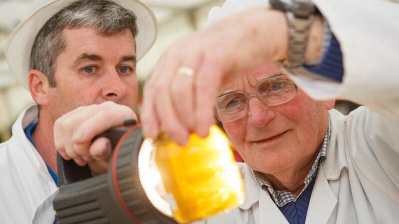 Honey judge Jim Power and judge steward examining entries in the honey section of the Horticulture Pavilion at the 2015 Tullamore Show and AIB National Livestock Show. Photograph: Jeff Harvey