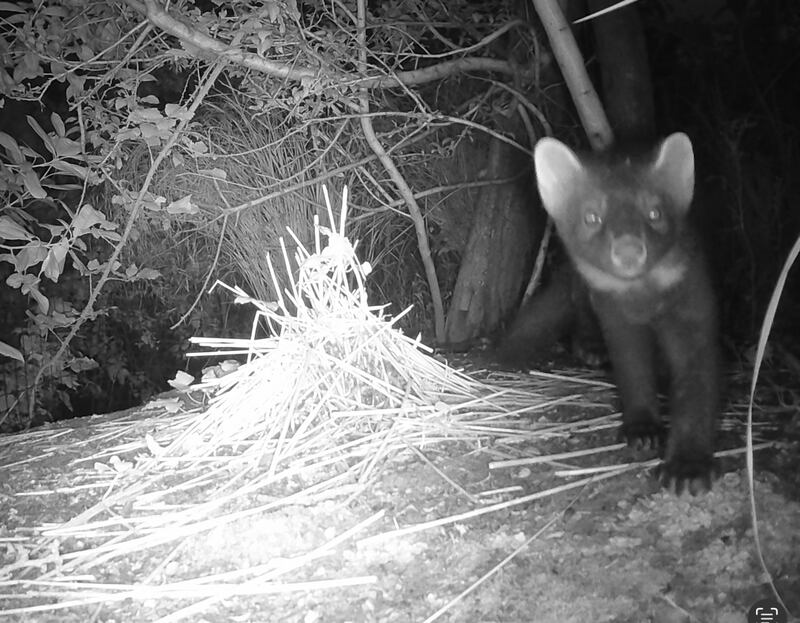 Pine marten: Enemy of squirrels, whether red or grey. Photograph: Liam Regan