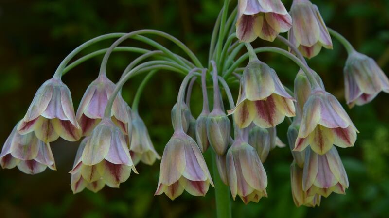 Allium (Nectaroscordum) siculum. Photograph: iStock