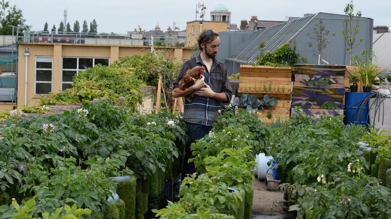 Andrew Douglas with a hen on the roof-top garden above the Chocolate Factory in Dublin. Photograph: Cyril Byrne/The Irish Times