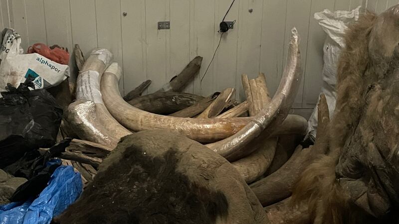 Mammoth tusks found in the permafrost of northern Russia, now stored at the Academy of Sciences in Yakutia, also known as the Republic of Sakha. Photograph: Daniel McLaughlin