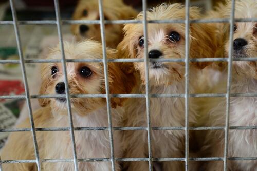 Public consultation opens for dog breeding guidelines