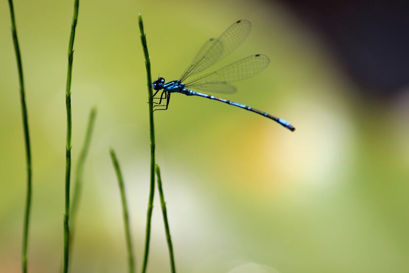 Male blue damselfly perched. Photograph: Getty Images/iStockphoto