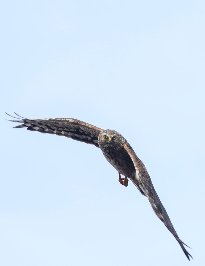 The public have been asked to report to police any dead or injured birds of prey in suspicious circumstances that they see. Photograph: Andy Hay/RSPB/PA Wire