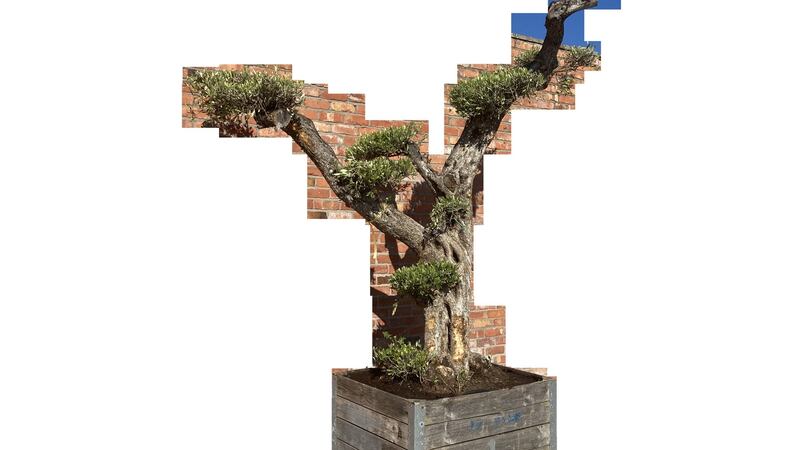 Rare lots include two 250-year-old Bonsai trees (€1,450–€3,500)