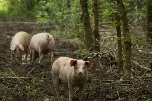 I sent the first of my four  pigs to the abattoir. Now I feel a pang of guilt