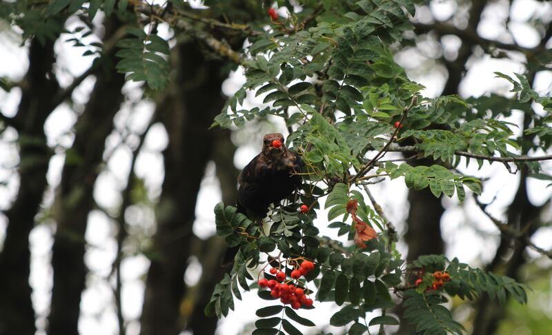 Native berries are essential to our birdlife. Photograph: Claire Leadbitter from the Irish Forest Garden. 