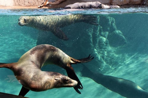 Michael D Higgins opens sea lion cove in Dublin Zoo