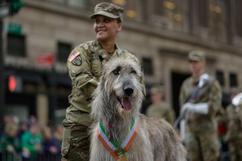 An Irish Wolfhound takes part in the St Patrick's Day parade in New York City. Photograph: Angela Weiss/AFP via Getty Images