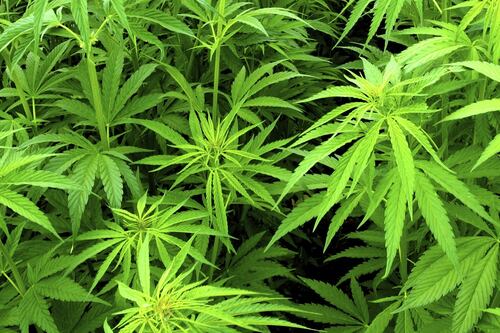 Medicinal cannabis’s  benefits far outweigh its  risks