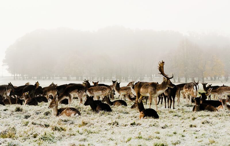 Fallow deer rest on the snow and ice covered grass in Dublin's Phoenix park. Parts of Ireland have been blanketed in snow with forecasters warning that freezing conditions are set to continue. Picture date: Friday December 9, 2022.