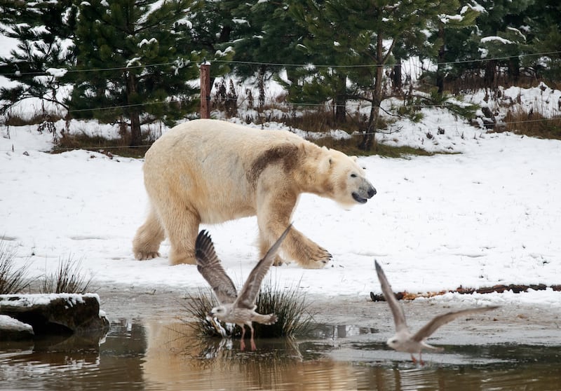 Polar bear file photo (Danny Lawson/PA)