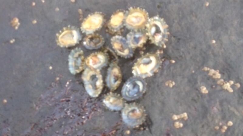 Partly eaten limpets