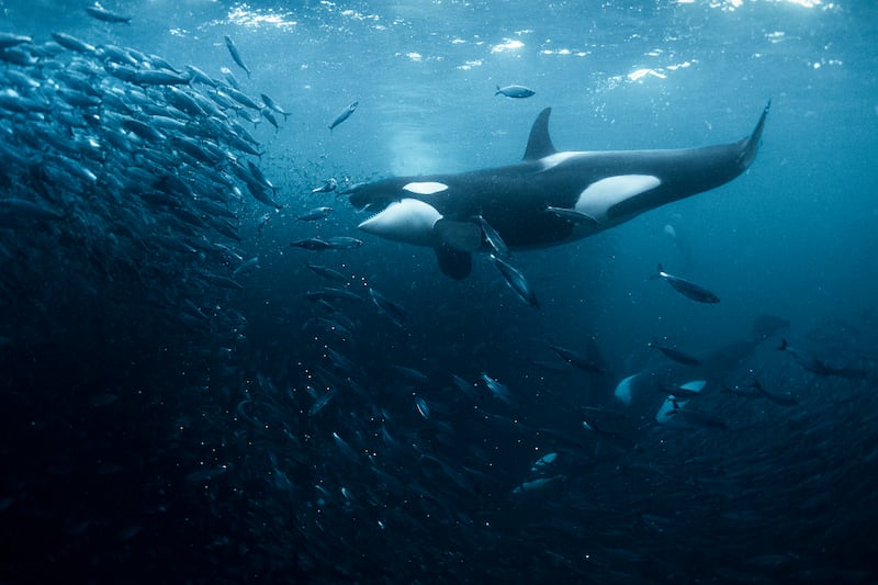 Killer whale feeding on bait ball of herring, North Atlantic, northern Norway. Photograph: George Karbus/Sea Fever Productions