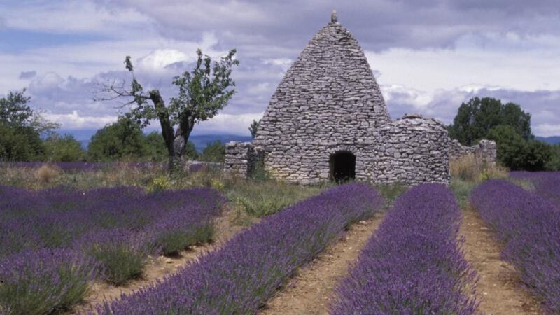 Lavender field in the Luberon. Photograph: Getty Images