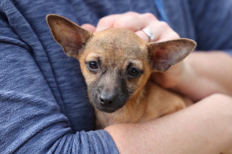 Volunteer Fiona Kynes with a puppy at the rescue centre. Photograph: Nick Bradshaw