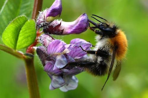 Ireland’s bee and butterfly populations declining, report finds
