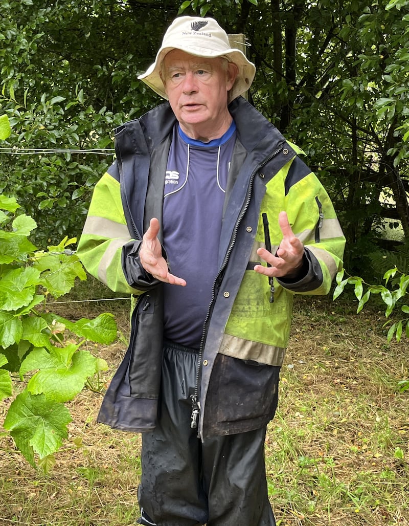 David Dennison says birds can be a problem at harvest time and he has to use nets on his vines