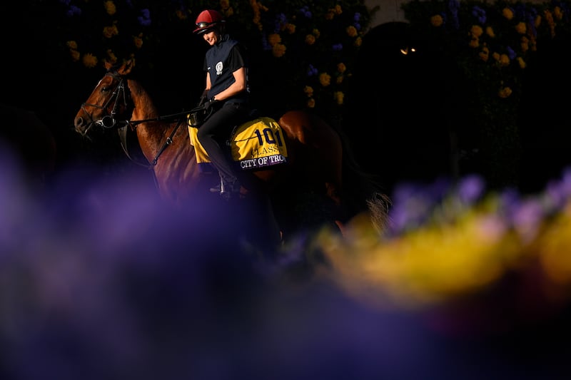 City of Troy walks the paddock prior to the 2024 Breeders’ Cup in Del Mar, California. Photograph: Orlando Ramirez/Getty Images