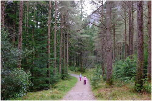 Island of Woods: Michael Viney on Ireland’s complicated relationship with trees