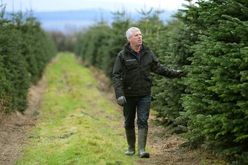 The farms that let you choose and cut your own Christmas tree