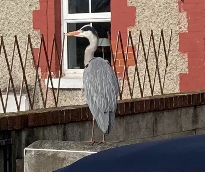 Heron. Photograph supplied by Declan Murray