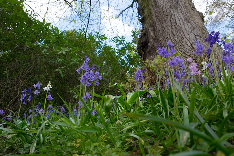 One of the classic scents of April is that of bluebells. Photograph: Alamy/PA