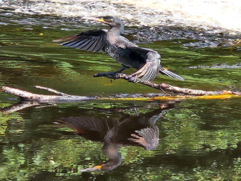 Cormorant. Photograph supplied by Ita Delogu