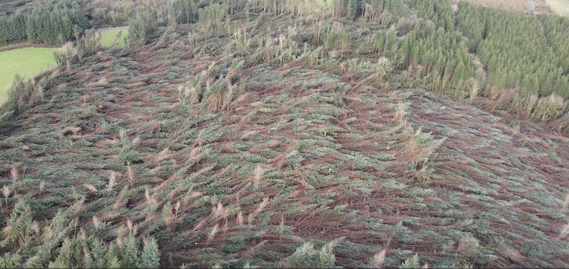 One of many forests in Co Leitrim that have been levelled as a result of Storm Éowyn