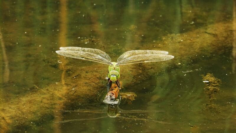 Waiting for a mate: a green-form female emperor dragonfly (blue-green is more common) finds a perch on a pond at Raven Point. Photograph: Zoe Devlin