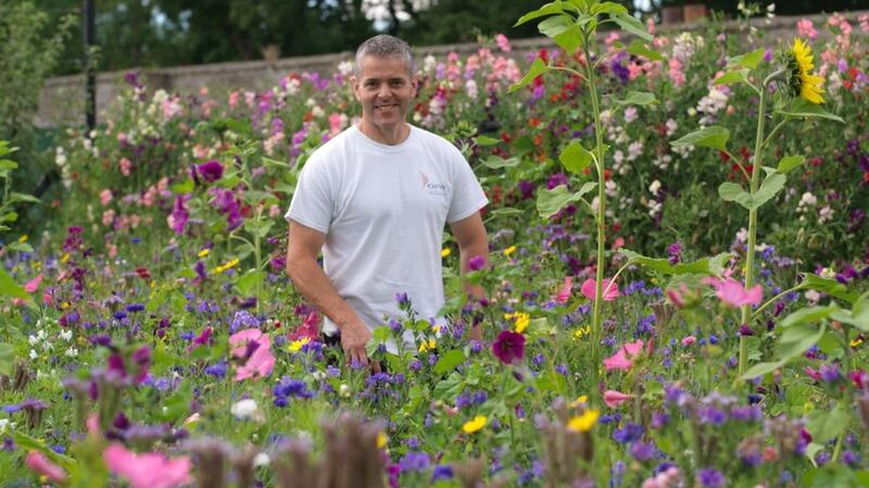 OPW gardener Brian Quinn in pollinator-friendly annual meadow sown in Ashtown walled garden in the Phoenix Park. Photograph: Richard Johnston