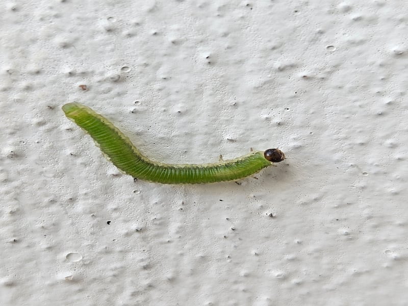 Sawfly caterpillar. Photograph supplied by Jason Cross